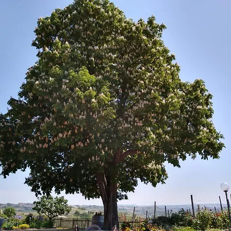 Cascina Del Rosone Appartamento Agliano Terme